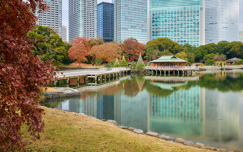 Autumn Luxury: A Stroll Through the Crimson Leaves of Hama-rikyu Gardens