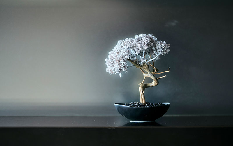 WITHERS TAIZAN BONSAI 展